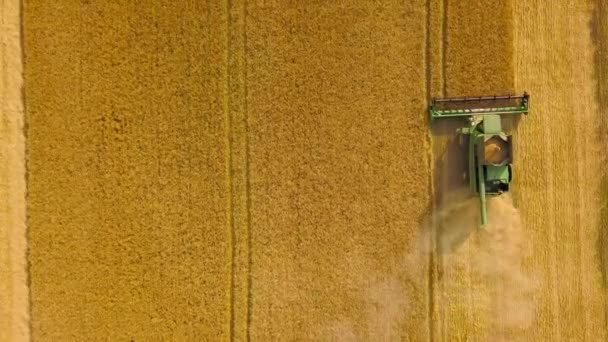 Bovenaanzicht combine harvester verzamelt de tarwe bij zonsondergang. Het oogsten van graan veld, bijsnijden seizoen — Stockvideo