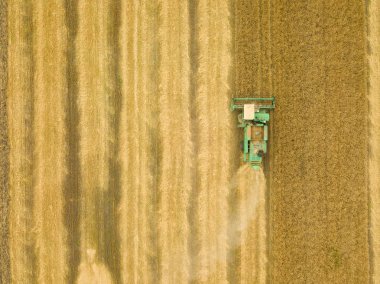 Üstten Görünüm Birleştir biçerdöver buğday günbatımında toplar. Harvesti