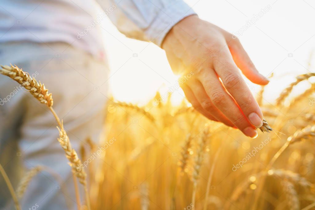 Female hand touching wheat on the field in a sunset light