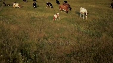 Uçan inekler otlatma ile yeşil alanın üzerinde. Ülkenin peyzaj hava arka plan