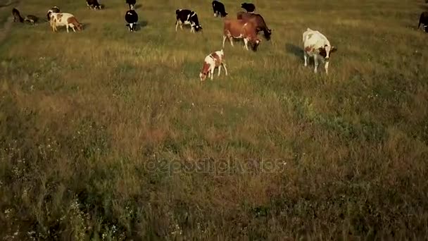 Flying over green field with grazing cows. Aerial background of country landscape — Stock Video