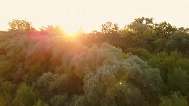 Політ над деревами на світанку - аерофотозйомка — стокове відео