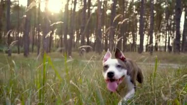 Köpek personel ormanın içinden günbatımında çalışır. Ağır çekim