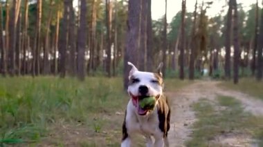 Köpek personel ormanın içinden günbatımında çalışır. Ağır çekim