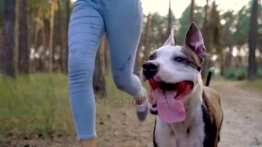 Gün batımında köpeğini ormana oynamaktan kız. Ağır çekim