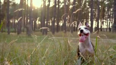 Köpek personel ormanın içinden günbatımında çalışır. Ağır çekim
