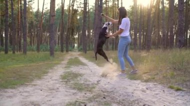Gün batımında köpeğini ormana oynamaktan kız. Ağır çekim