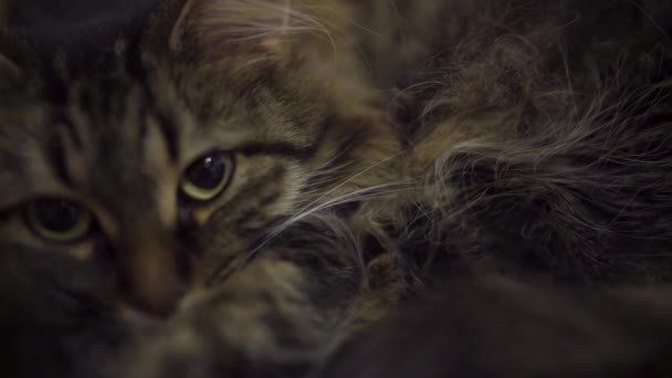 Lindo gato doméstico tabby — Vídeo de stock
