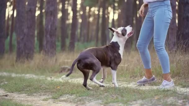 Meisje speelt met haar hond in het bos bij zonsondergang — Stockvideo