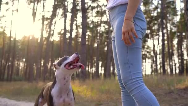 Menina brincando com seu cão na floresta ao pôr do sol — Vídeo de Stock