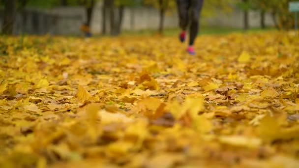 Primer plano de piernas de mujer corriendo a través de un parque de otoño al atardecer. Movimiento lento — Vídeos de Stock
