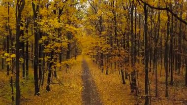 Uçuş doğal bir sonbahar ormandaki bir yol boyunca