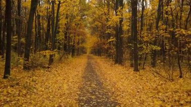 Uçuş doğal bir sonbahar ormandaki bir yol boyunca