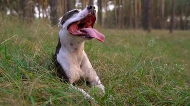 Köpek personel ormanda günbatımında oynuyor