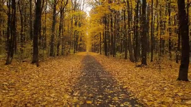 Volo lungo un sentiero in una scenografica foresta autunnale — Video Stock