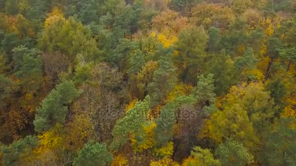 Nézd az őszi erdő a magasból — Stock videók