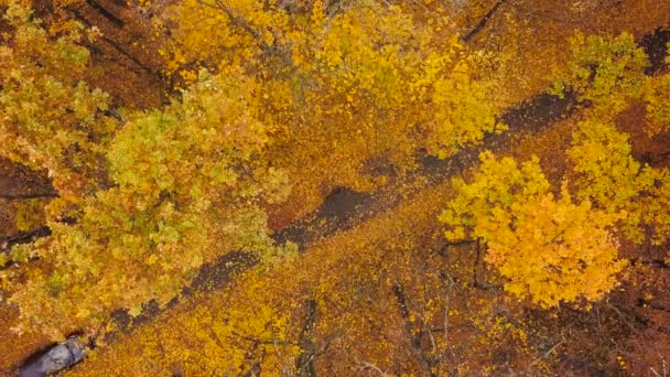 Vista aérea del coche que conduce a través de carretera forestal de otoño. Paisaje otoñal escénico — Vídeos de Stock