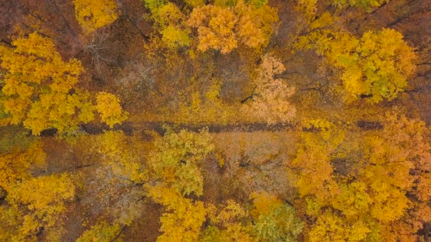 Вид з повітря на машину, що проїжджає осінньою лісовою дорогою. Осінній пейзаж — стокове відео