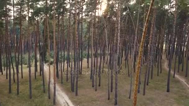 Вид с воздуха на вечер в хвойном лесу — стоковое видео