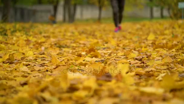 Close up de pernas de mulher correndo através de um parque de outono ao pôr do sol . — Vídeo de Stock