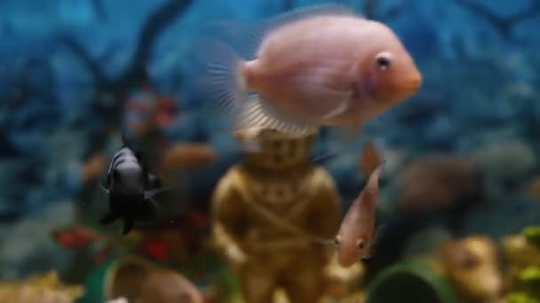 Kleurrijke vissen zwemmen rustig in een aquarium — Stockvideo