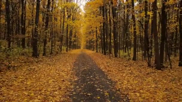 Voo de volta ao longo de um caminho em uma floresta de outono cênica — Vídeo de Stock