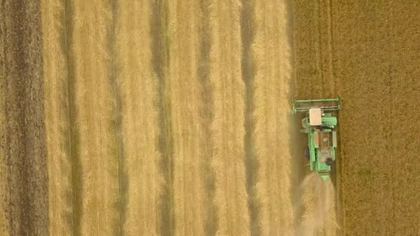 Vista superior cosechadora combina recoge el trigo al atardecer. Cosecha del campo de grano, temporada de cosecha — Vídeo de stock