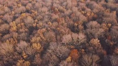 Sonbahar ormanda yükseklikten görüntülemek