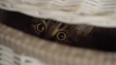 Tekir kedi dışarı ahşap sepeti bakmak