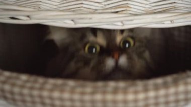 Tekir kedi dışarı ahşap sepeti bakmak