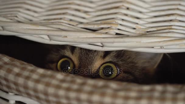 Tabby chat jetant un coup d'oeil dans un panier en bois — Video