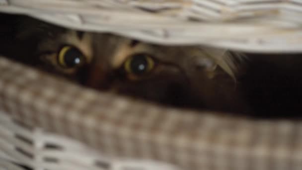 Γάτα Τάμπι κρυφοκοιτάζει από ένα ξύλινο καλάθι — Αρχείο Βίντεο
