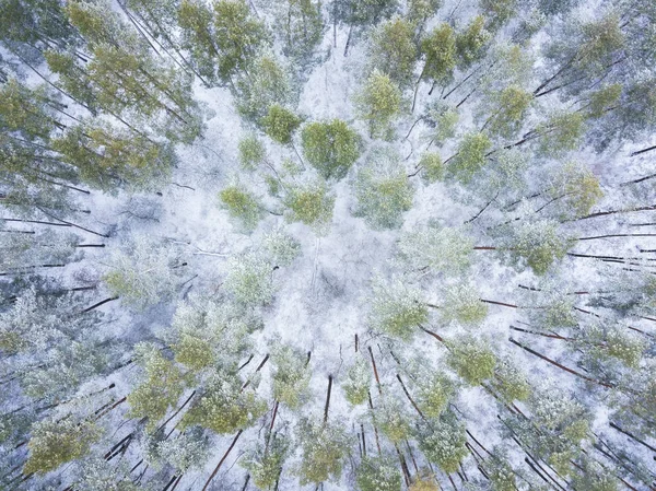 Pohled z výšky na zimní les pod sněhem — Stock fotografie