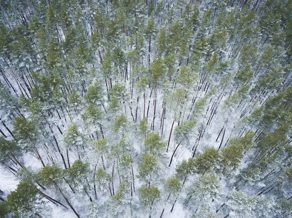 Vista desde la altura hasta el bosque invernal cubierto de nieve — Foto de Stock