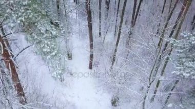 Yükseklikten görünümüne kış orman kar ile kaplı