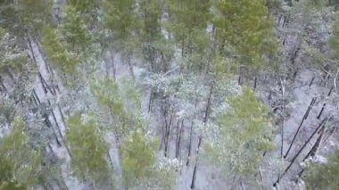 Yükseklikten görünümüne kış orman kar ile kaplı