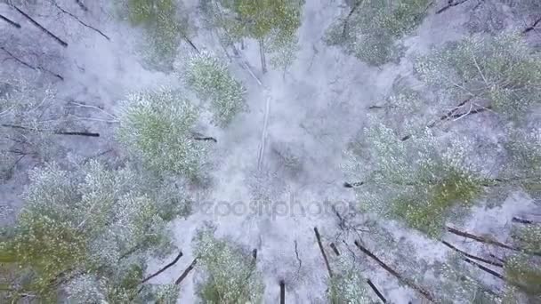 Vista desde la altura hasta el bosque invernal cubierto de nieve — Vídeos de Stock