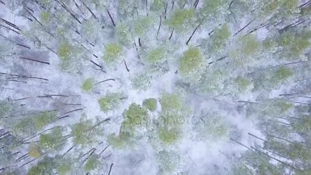 Vista desde la altura hasta el bosque invernal cubierto de nieve — Vídeo de stock