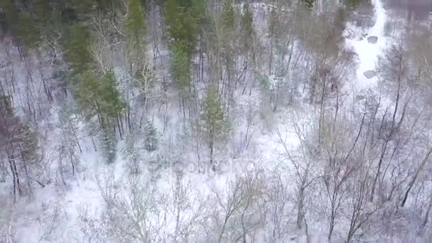 Vista desde la altura hasta el bosque invernal cubierto de nieve — Vídeos de Stock