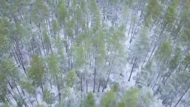 Vista desde la altura hasta el bosque invernal cubierto de nieve — Vídeos de Stock