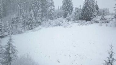 Karlı dağ iğne yapraklı orman, rahatsız düşmanca kış hava kar fırtınasında üzerinde uçuş.