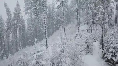 Karlı dağ iğne yapraklı orman, rahatsız düşmanca kış hava kar fırtınasında üzerinde uçuş.