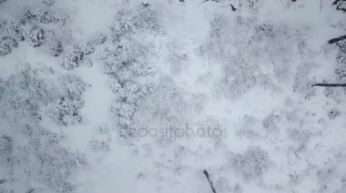 Karlı dağ iğne yapraklı orman, rahatsız düşmanca kış hava kar fırtınasında üzerinde uçuş.