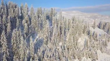 Karlı dağ iğne yapraklı orman üzerinde uçuş. Açık güneşli soğuk hava