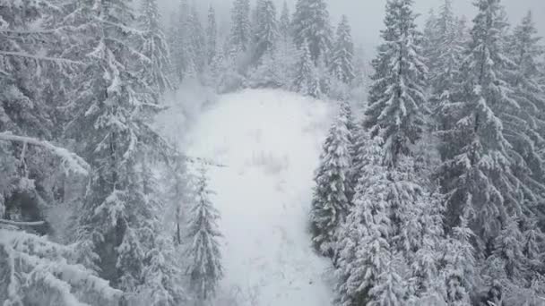 Політ над сніжною бурею в засніженому гірському хвойному лісі, незручна зимова погода . — стокове відео