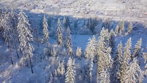 Repülés alatt havas fenyvesekben. Világos napsütéses fagyos Időjárás — Stock videók