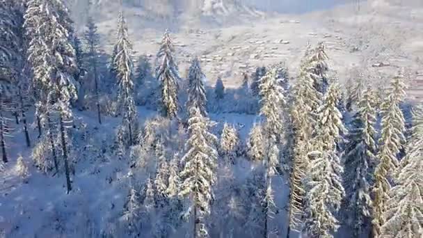 Vuelo sobre bosques nevados de coníferas de montaña. Clima frío claro y soleado — Vídeos de Stock