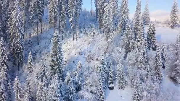 Vuelo sobre bosques nevados de coníferas de montaña. Clima frío claro y soleado — Vídeos de Stock