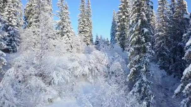 눈 덮인 산 침 엽 수 숲에 비행입니다. 맑고 맑은 서리가 내린 날씨 — 비디오