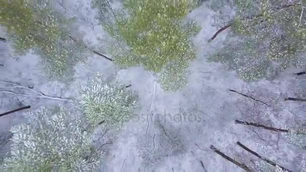 Vista dall'alto verso la foresta invernale coperta di neve — Video Stock